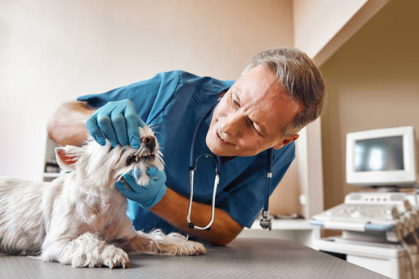 Best Emergency Dentist for Special Needs Patients in Antelope, CA